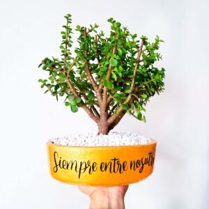 Color dorado piedras blancas