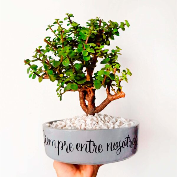 Bonsai Natural Condolencia