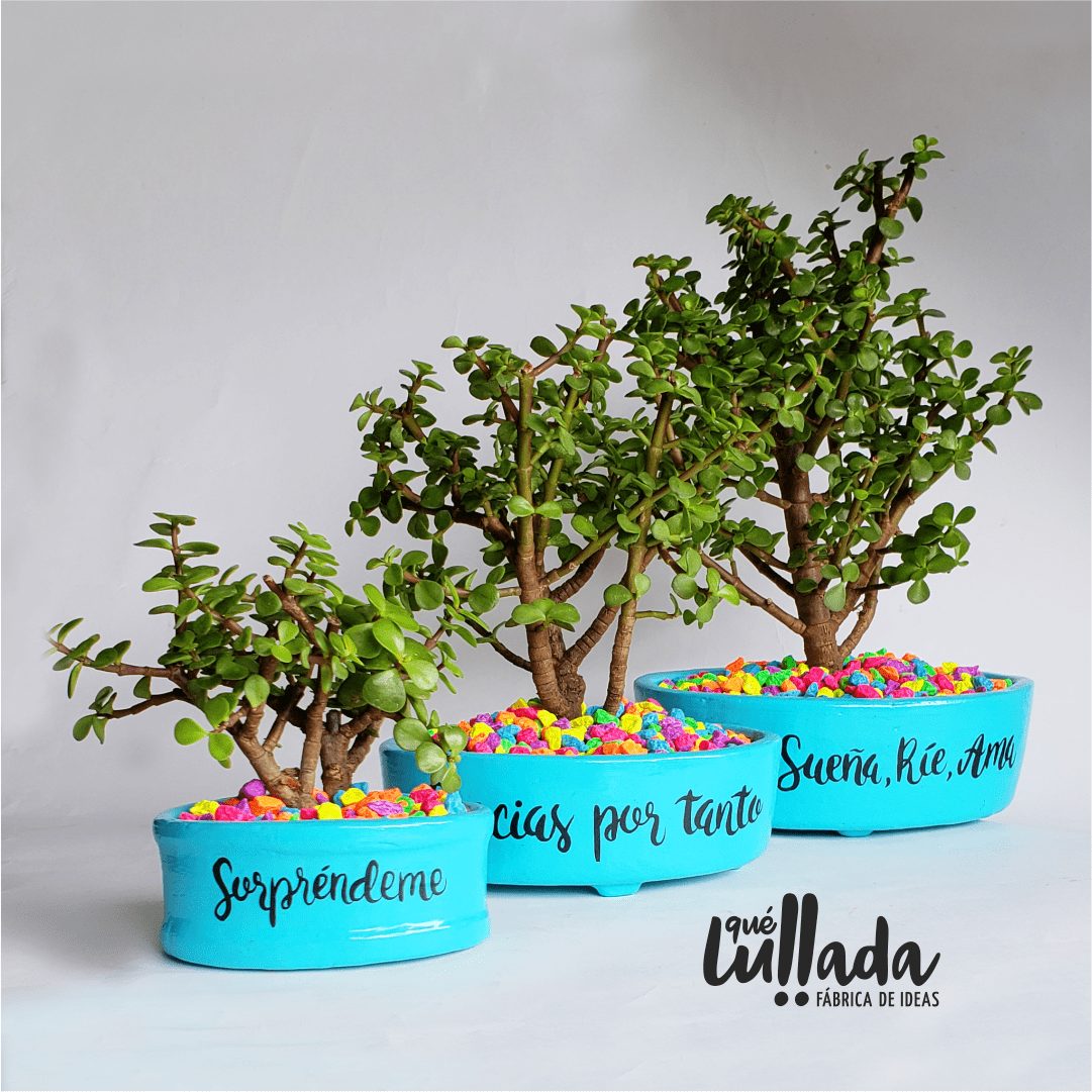 Bonsái para Regalar QueLullada Tienda de Regalos Personalizados