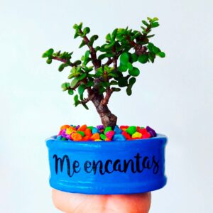 Mini maceta azul piedras colores