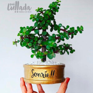 Mini maceta dorada piedras blancas