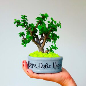 Mini maceta gris piedras amarillo