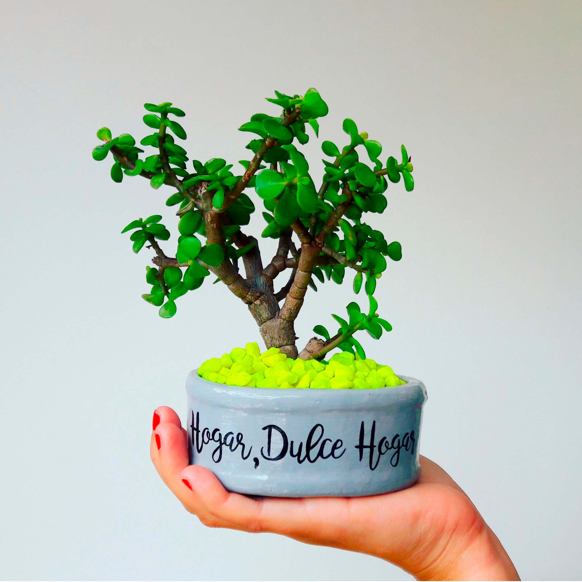 Mini maceta gris piedras amarillo