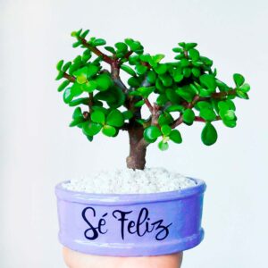 Mini maceta lila piedras blancas