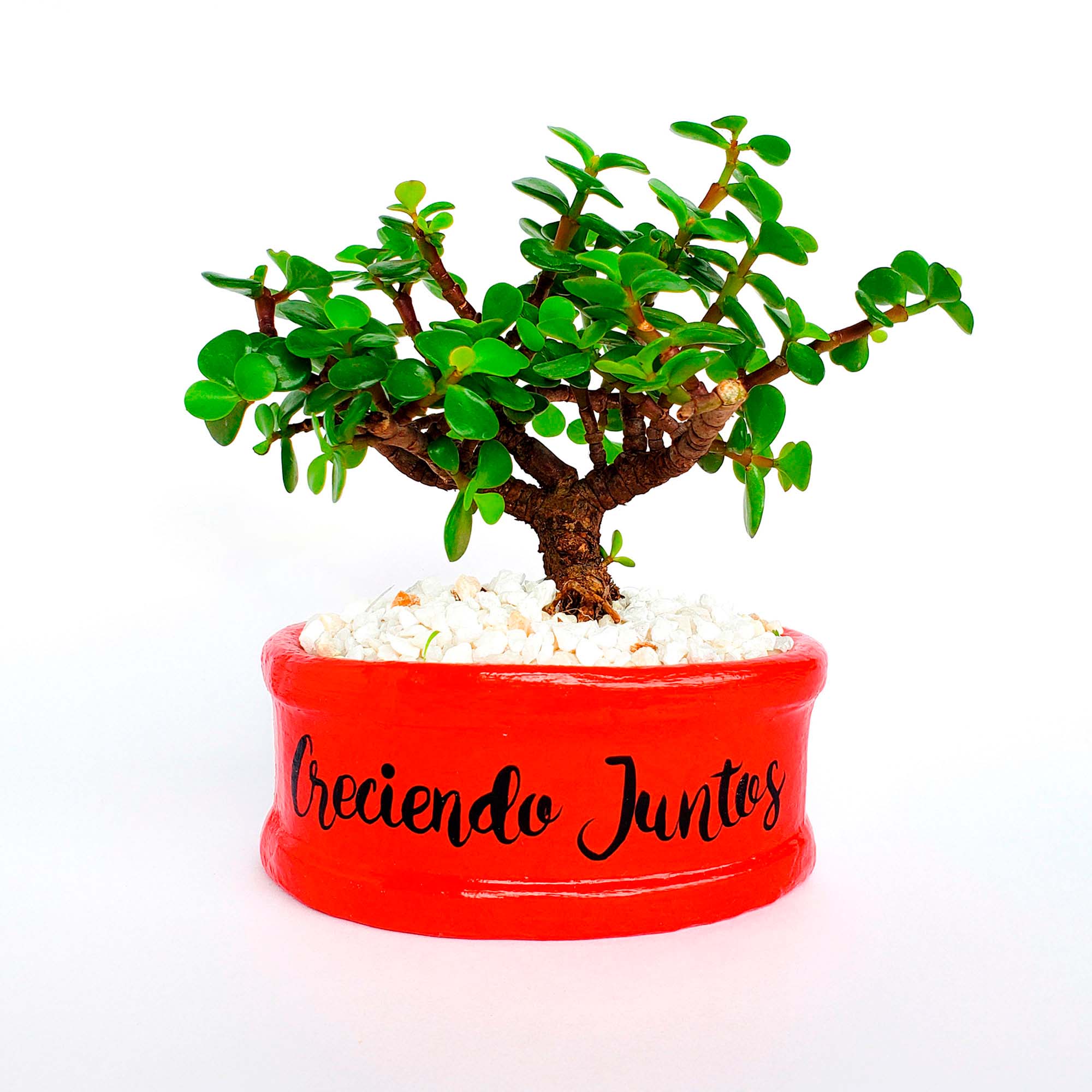 Mini maceta roja piedras blancas