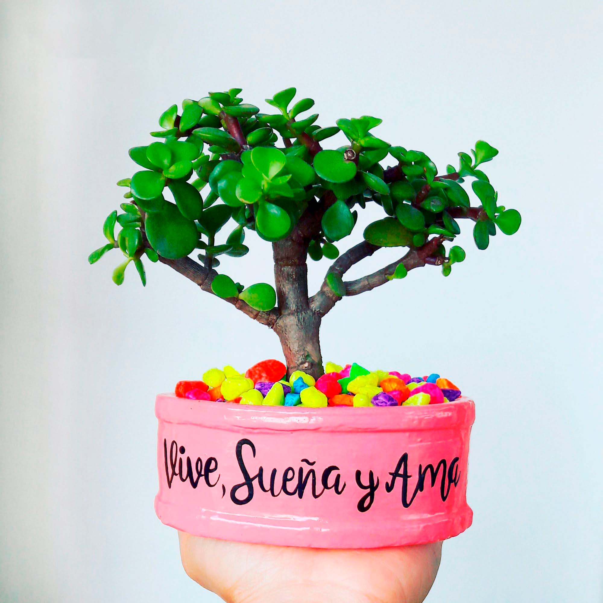 Mini maceta rosa piedras colores