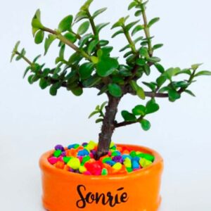 Mini maceta naranja piedras colores