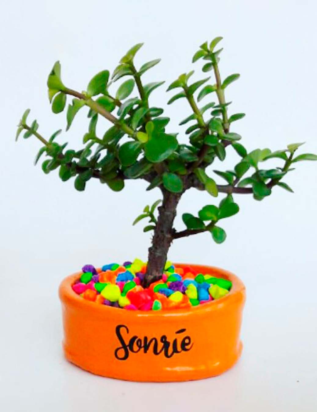 Mini maceta naranja piedras colores