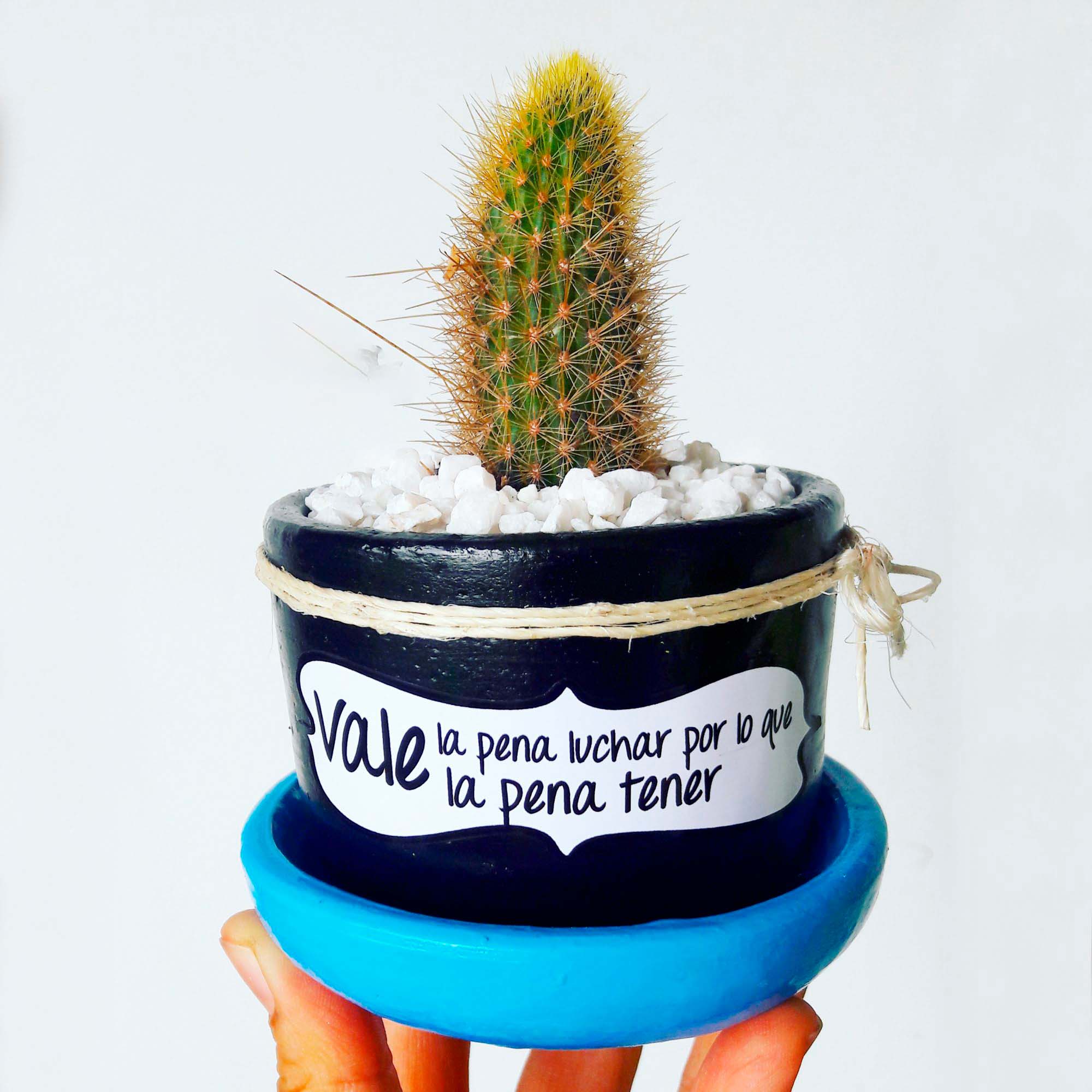 Maceta negra Plato celeste Piedra Blanca