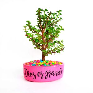 Maceta rosada piedras colores