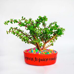 Maceta roja piedras colores