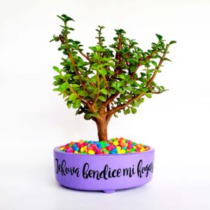 Maceta lila piedras colores