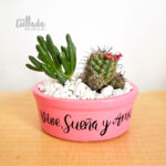 Mini jardín Cactus y Suculenta