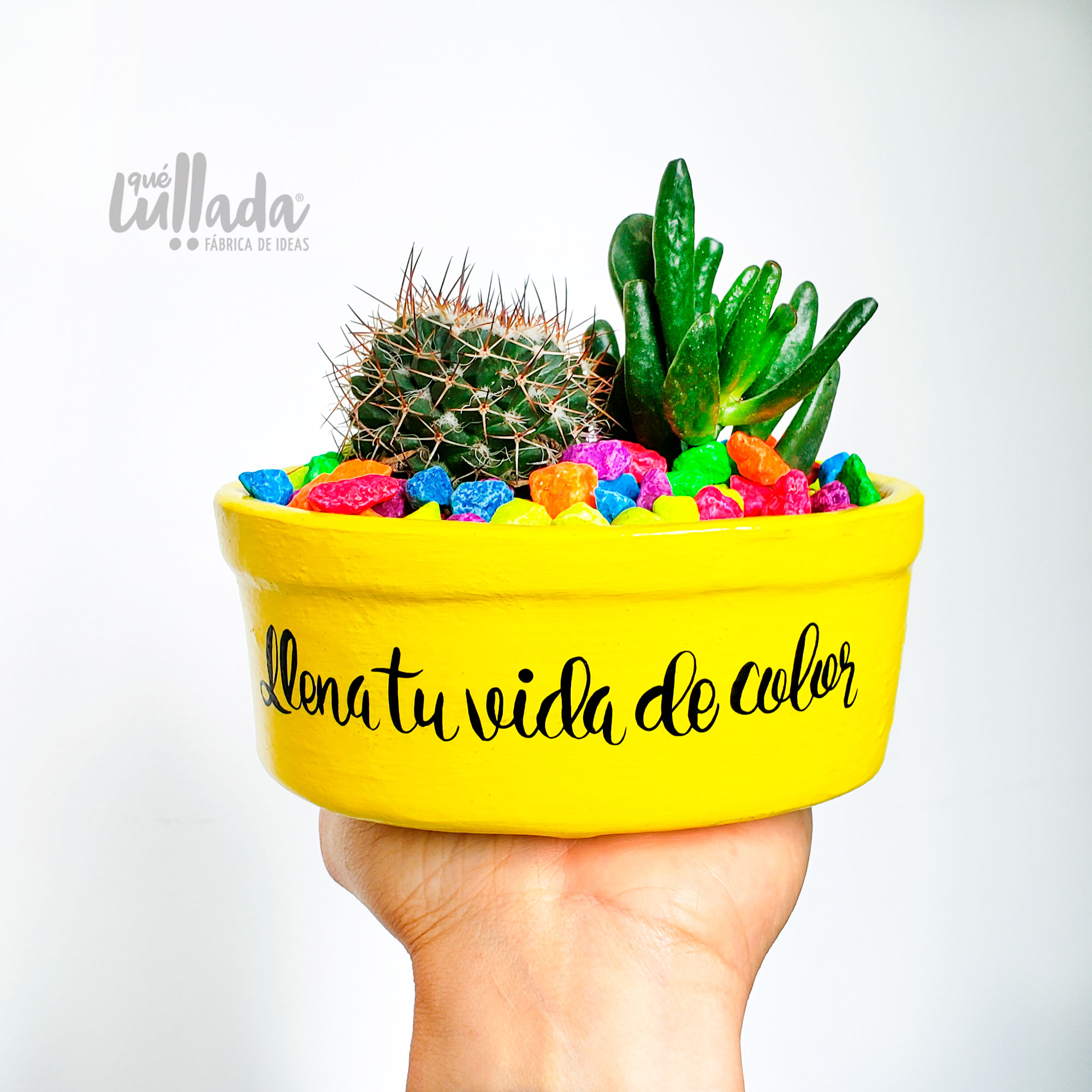 Mini jardín Cactus y Suculenta Colores