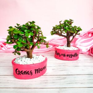 Mini maceta fucsia, piedras blancas, letras negras