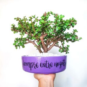 Color lila piedras blancas