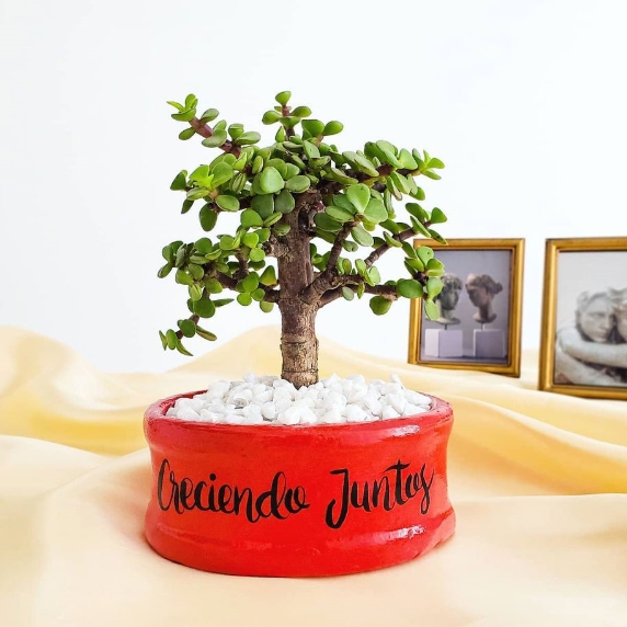 Bonsai natural maceta roja Creciendo Juntos