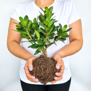 Ficus Microcarpa