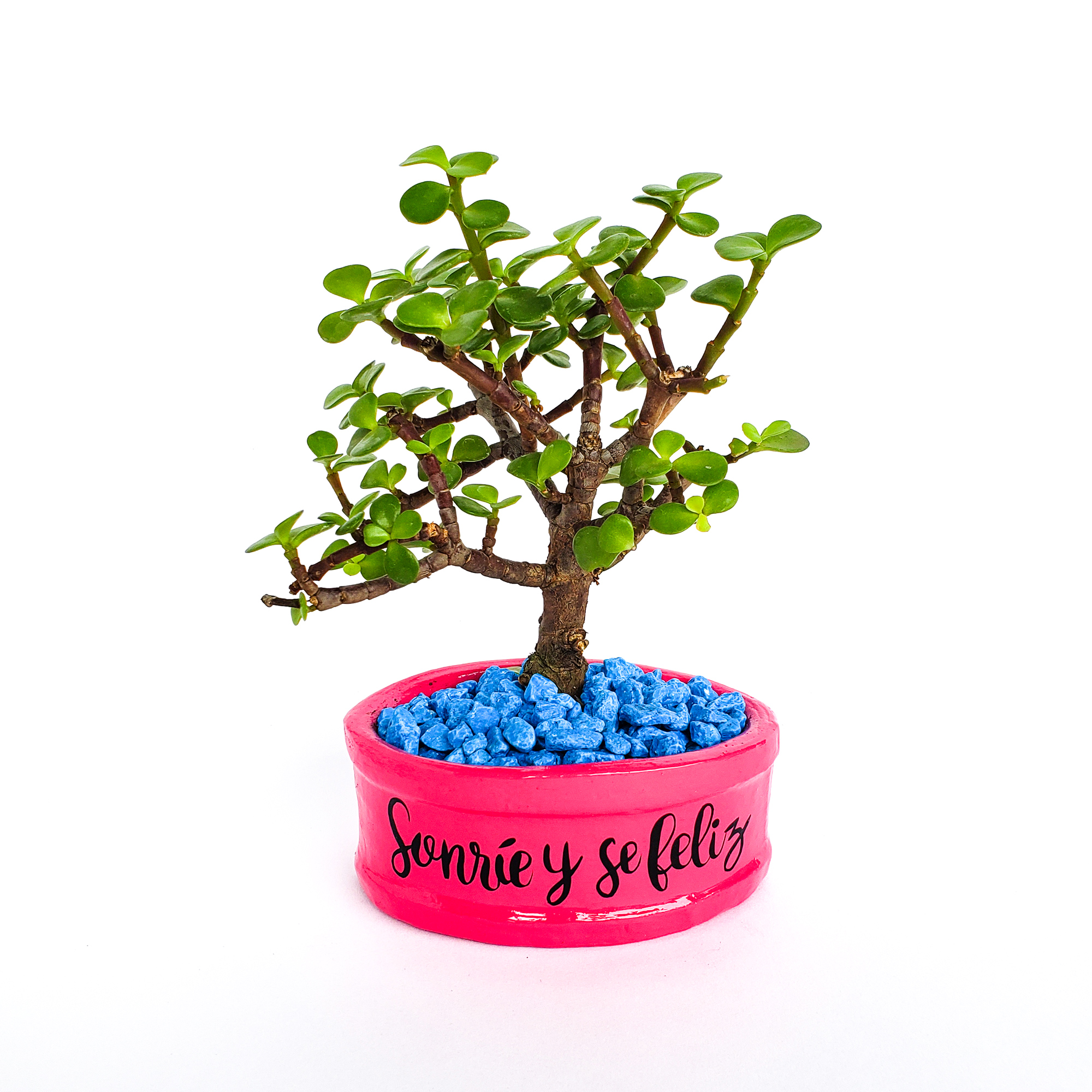 Mini maceta fuscia piedras azules