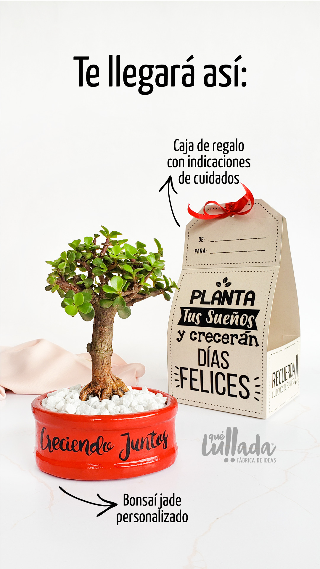 Bonsái Natural - Árbol de la prosperidad - Image 2