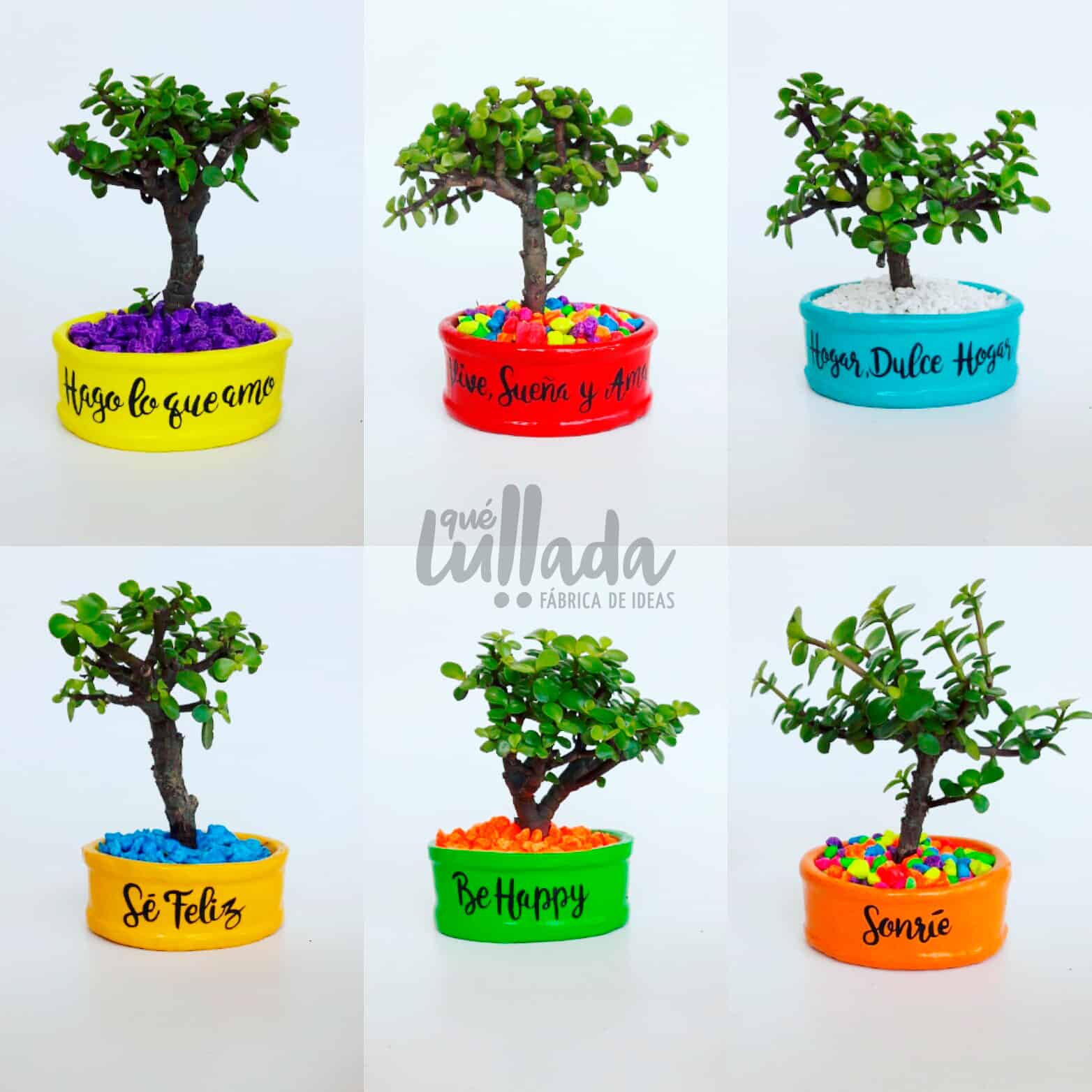 Bonsái Natural - Árbol de la prosperidad - Image 5