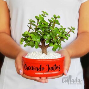 Bonsái Natural - Árbol de la prosperidad