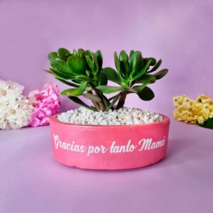 Bonsái Jade Maxi - Para mamá
