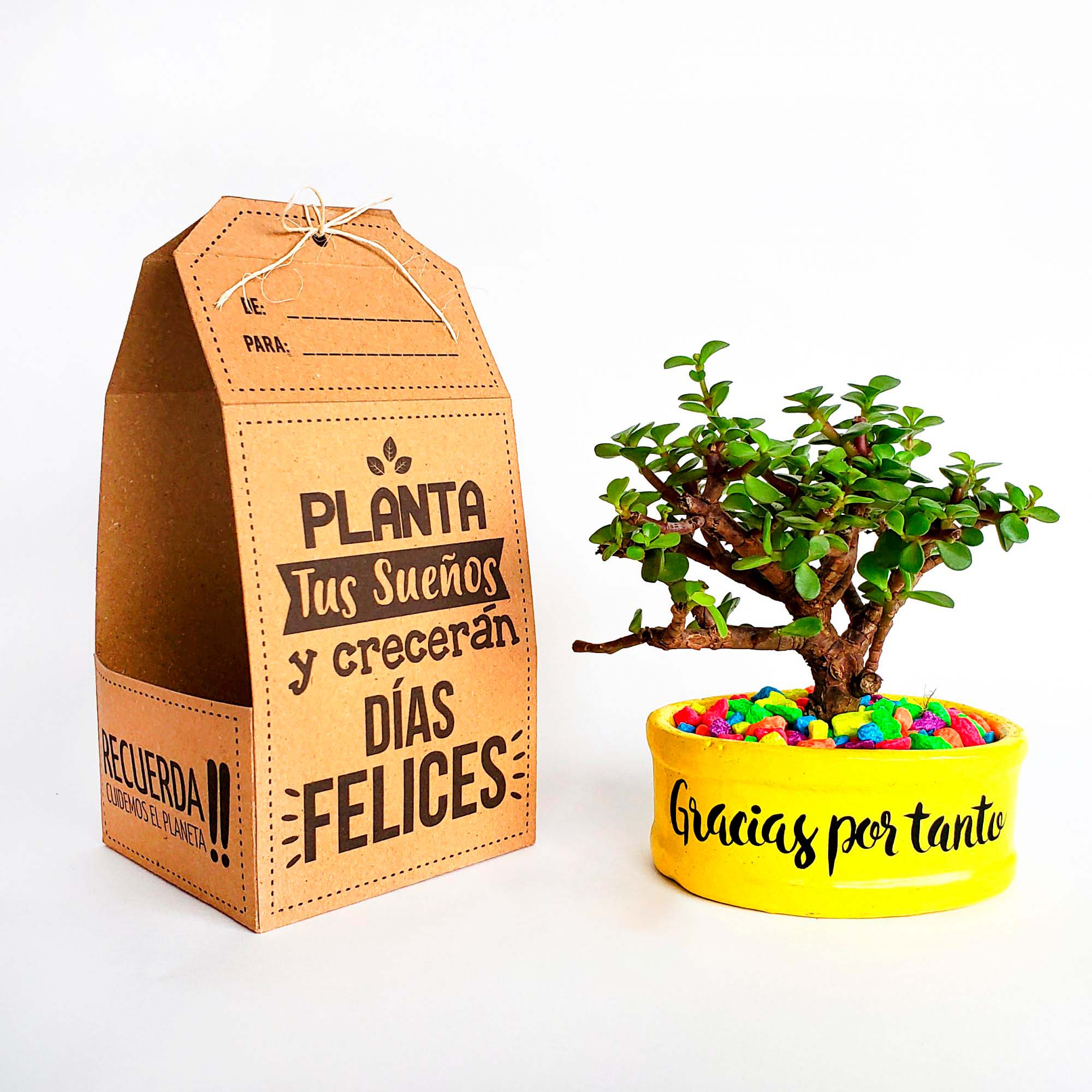 Bonsái Natural - Árbol de la prosperidad - Image 4