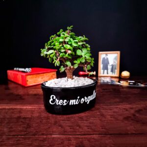 Bonsái Mini Padre