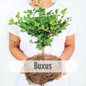Buxus