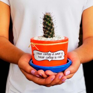 Cactus y Suculentas - Plato