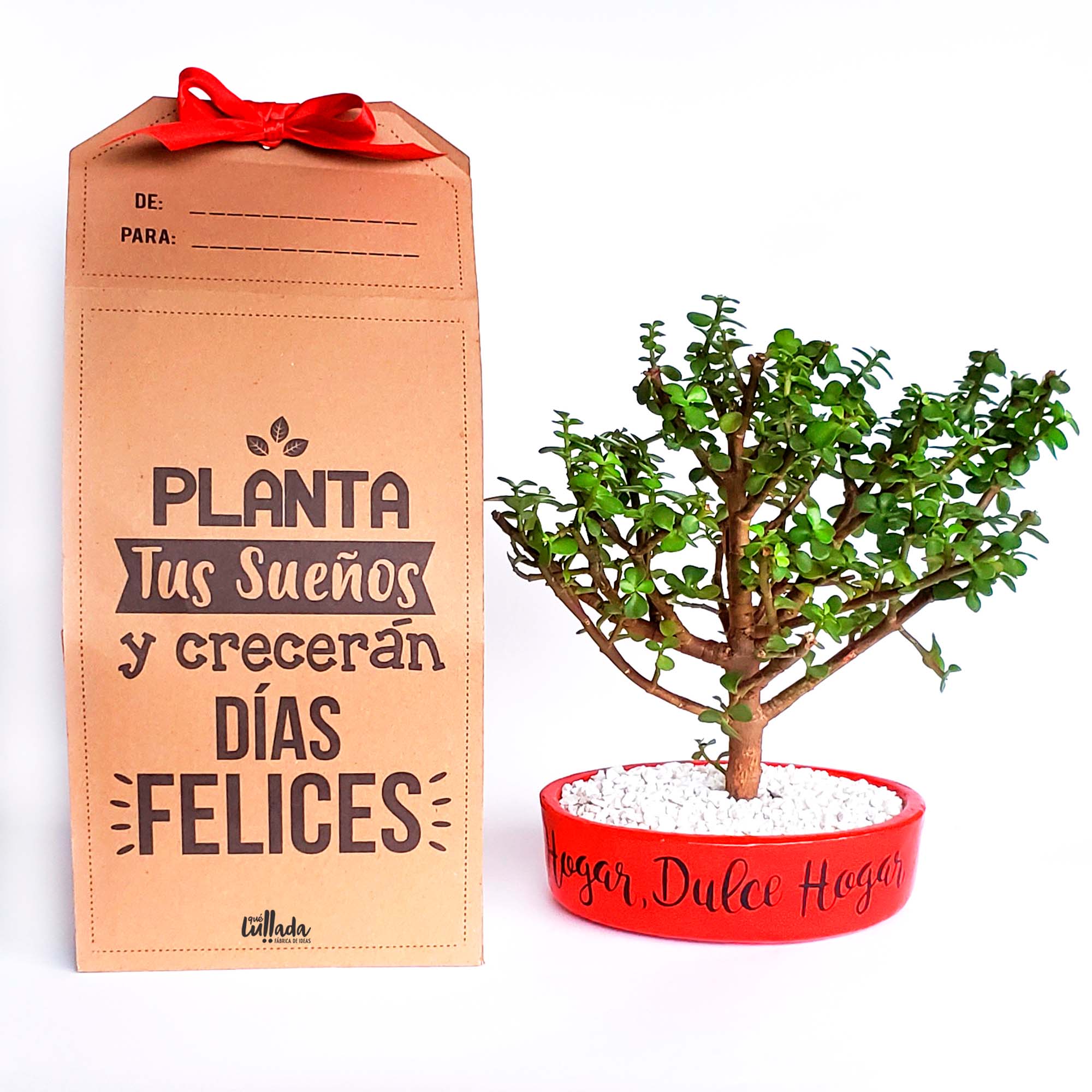 Bonsái de Aniversario - Image 2