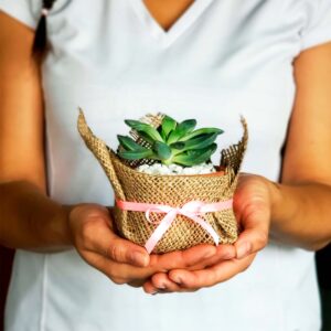 Cactus y Suculentas Rústica
